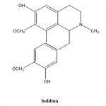 boldina boldina