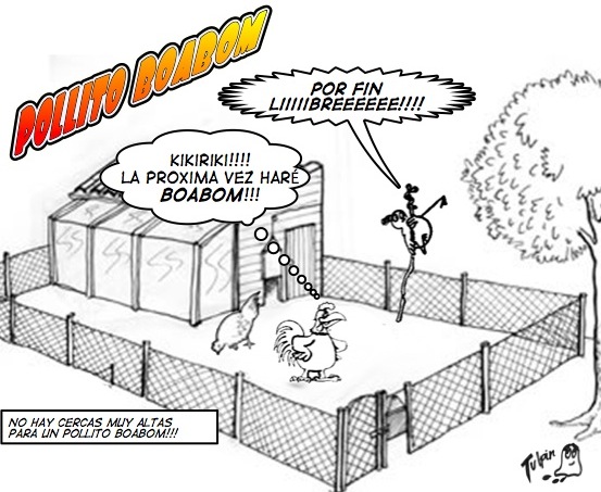 pollitos-boabom