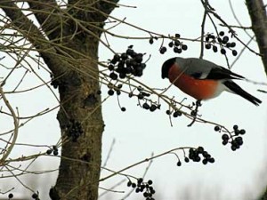 pajarito
