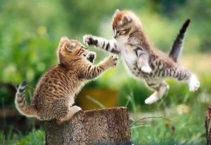 gatitos boabom
