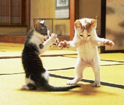 boabom cats