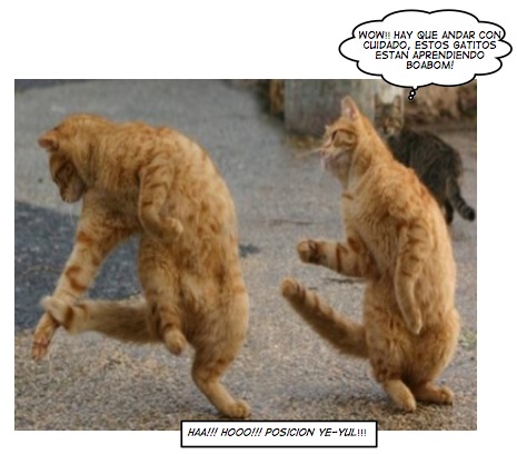 gatos boabom