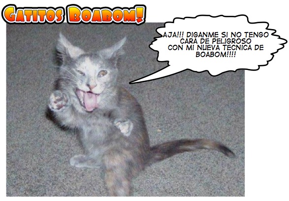 gatitos boabom gatitos boabom
