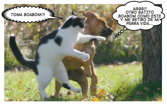 gatito boabom gatito boabom